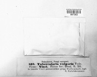 Tubercularia vulgaris image